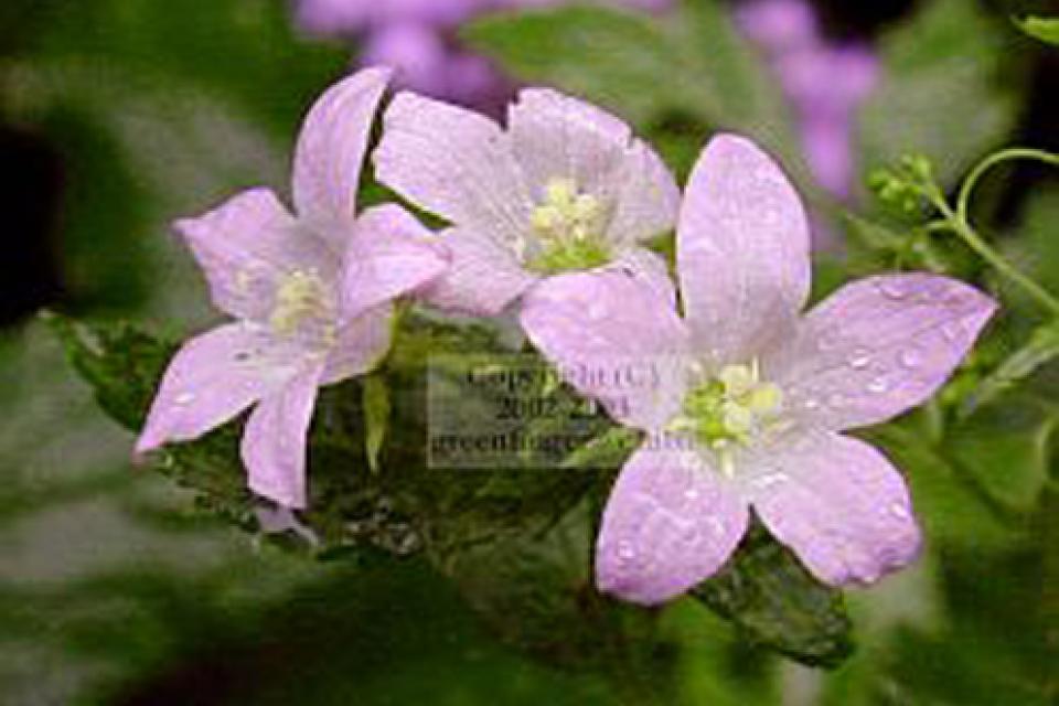 Campanula lactiflora 'Loddon Anna'