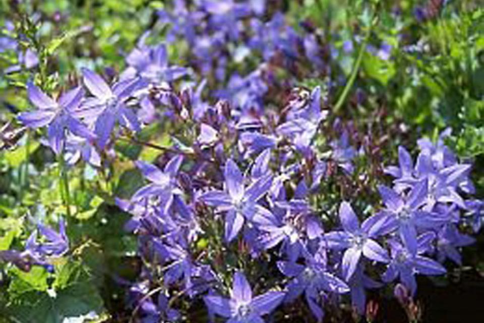 Campanula poscharskyana