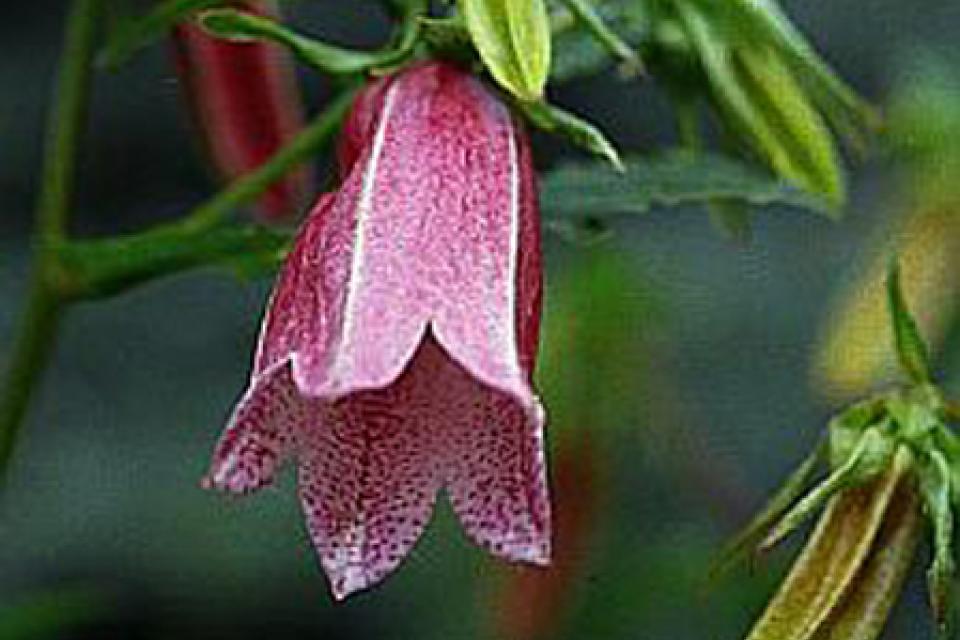 Campanula takesimana