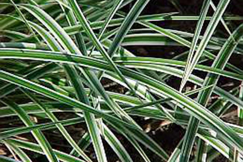 Carex morrowii