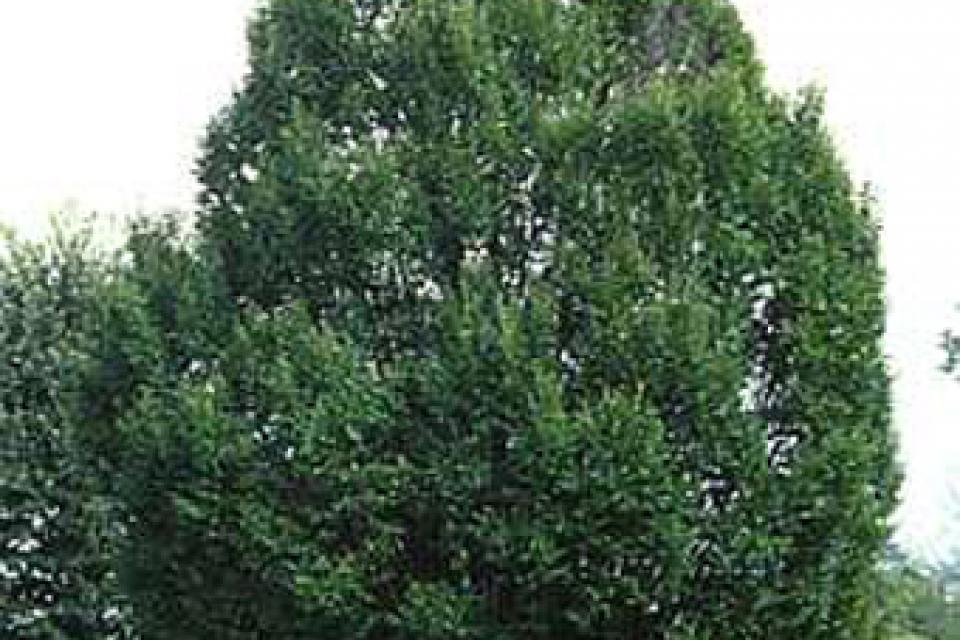 Carpinus betulus 'Fastigiata'