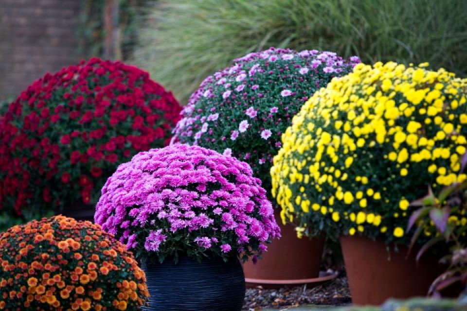 Chrysanthemum - Chrysant 