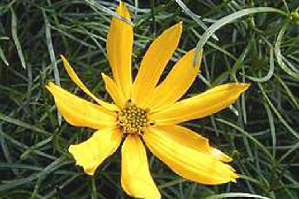 Coreopsis verticillata