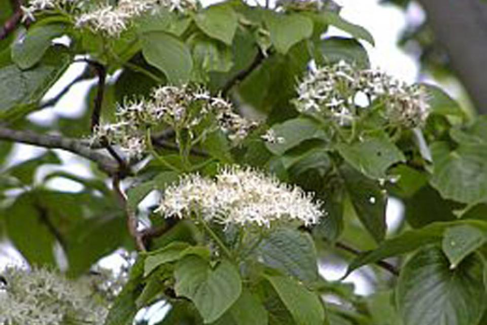 Cornus controversa