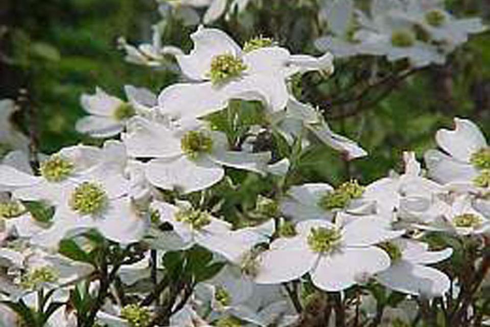 Cornus florida