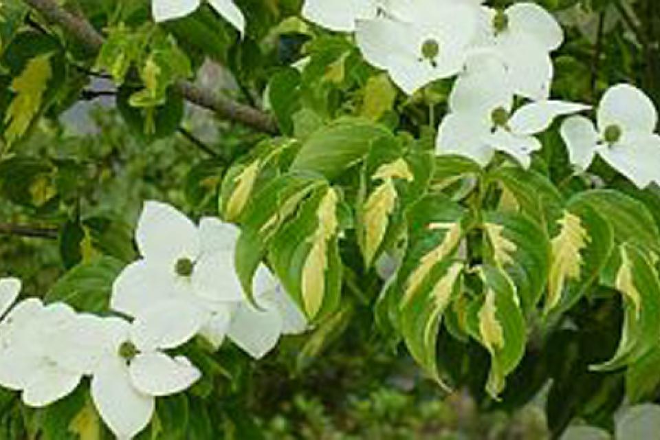 Cornus kousa