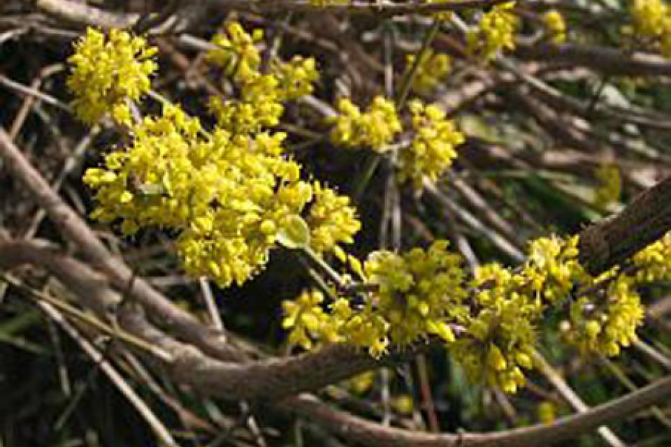 Cornus mas