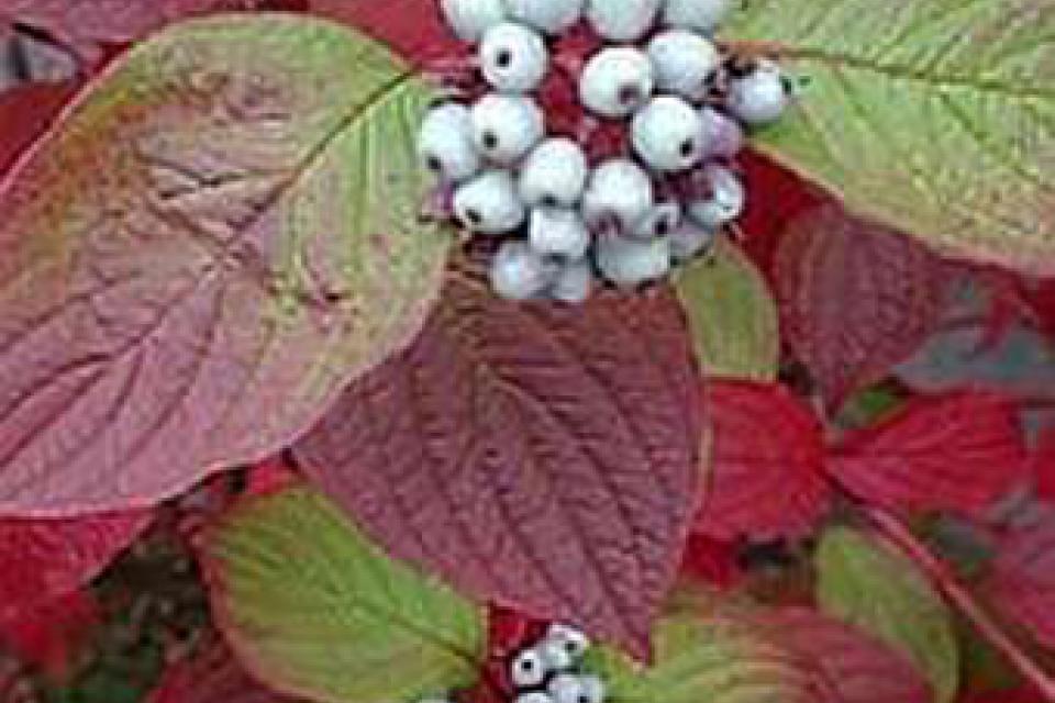 Cornus stolonifera 'Kelseyi'