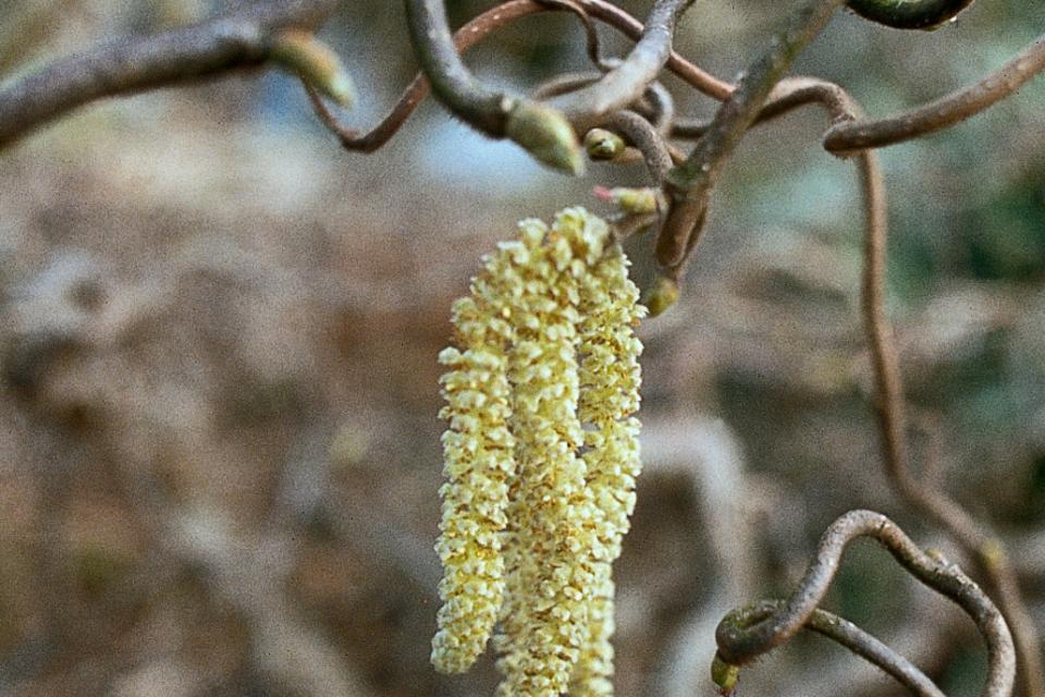 Corylus avellana