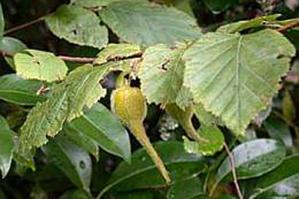 Corylus colurna