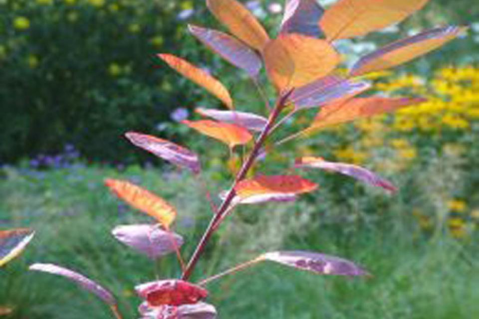 Cotinus coggygria 'Royal Purple'