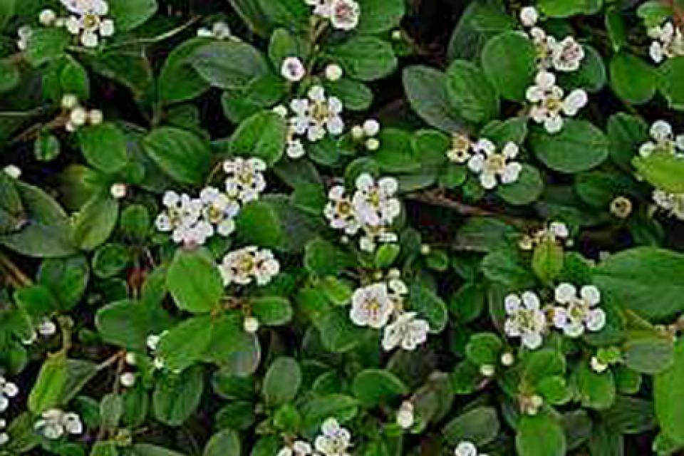 Cotoneaster dammeri