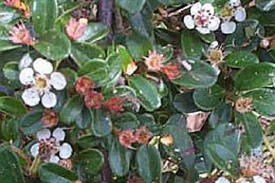 Cotoneaster radicans 'Eichholz'