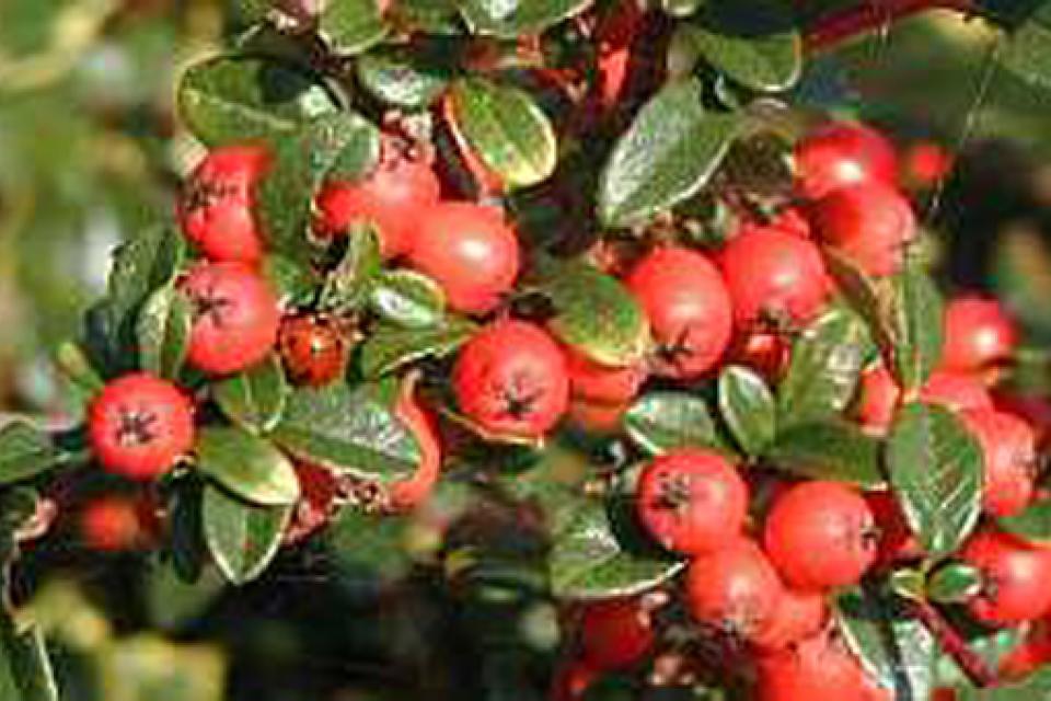 Cotoneaster x suecicus ‘Coral Beauty’