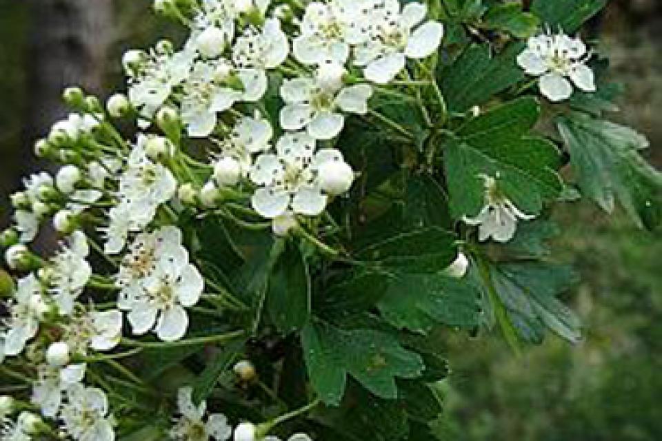 Crataegus monogyna 'Stricta'