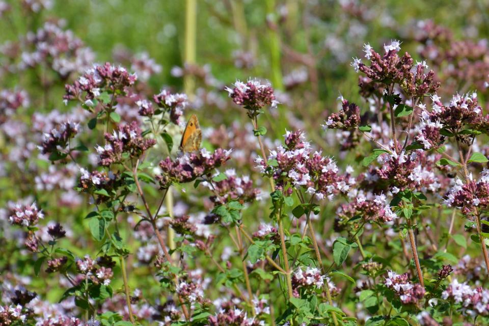 Origanum vulgare 