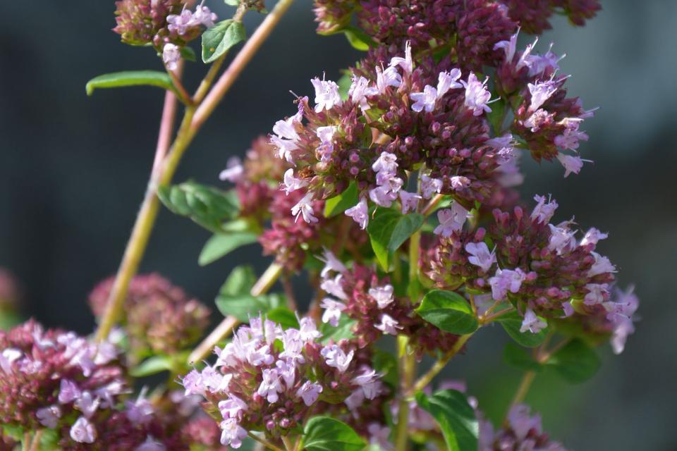 Origanum vulgare 