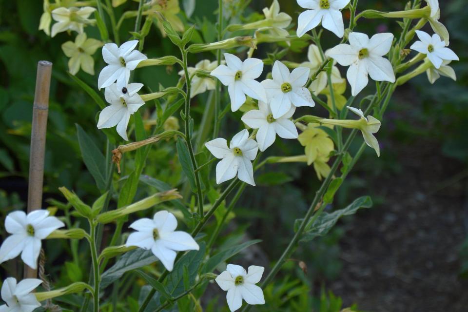 Nicotiana - Siertabak 