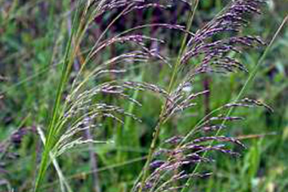 Deschampsia cespitosa