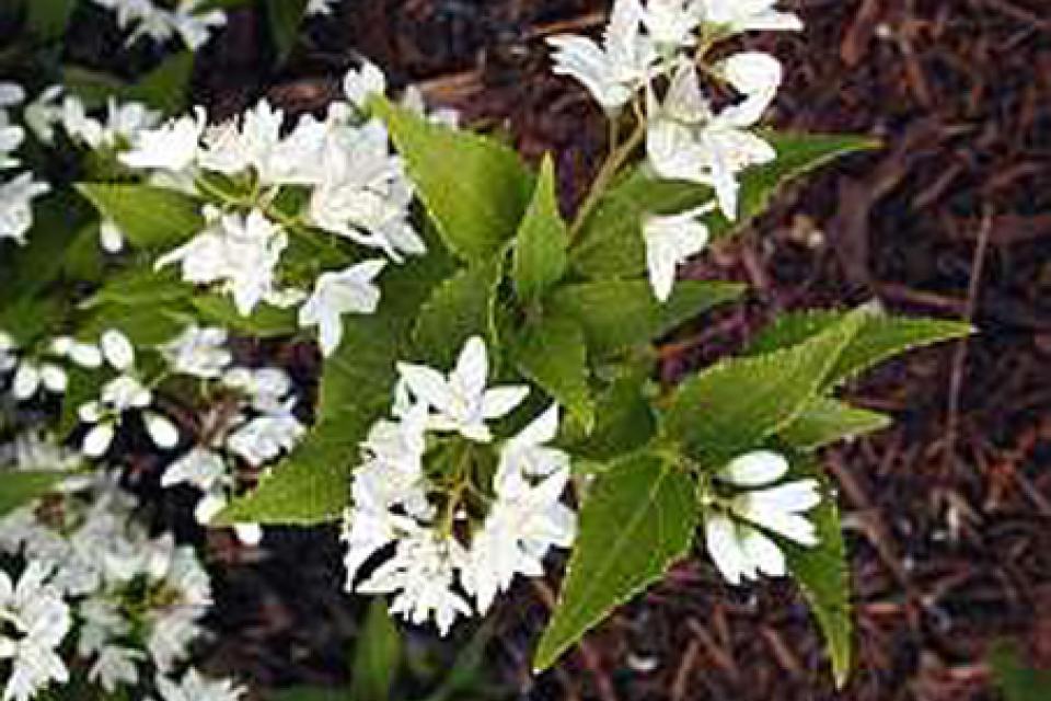 Deutzia gracilis