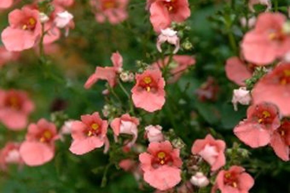 Diascia