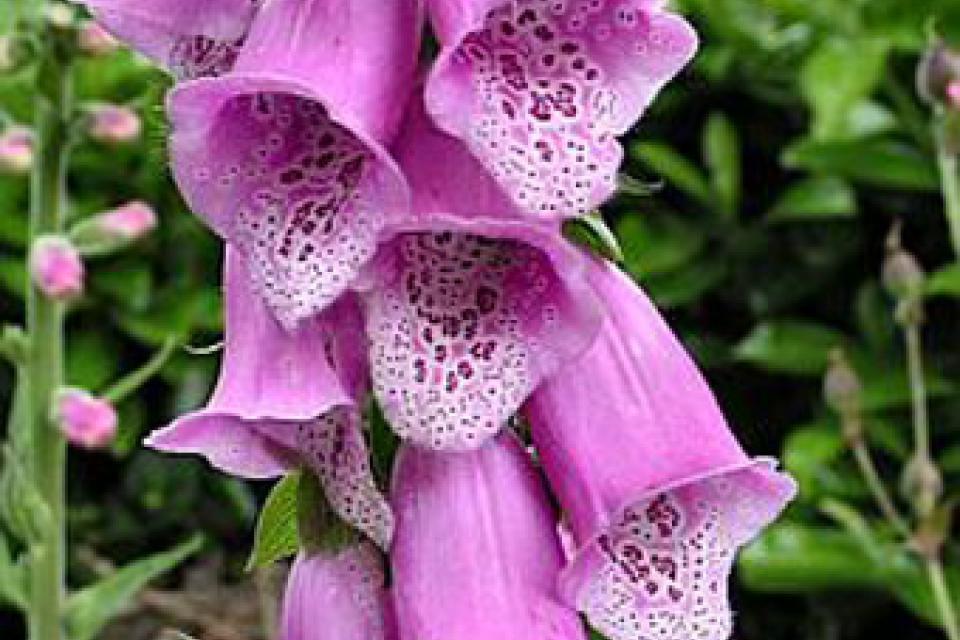 Digitalis purpurea