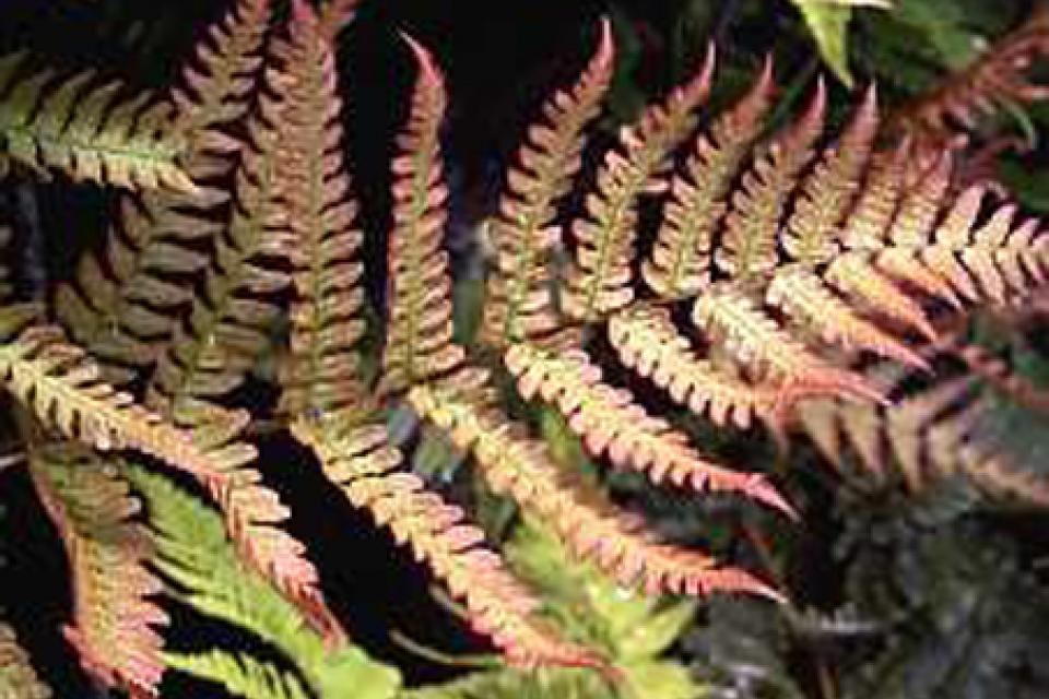 Dryopteris erythrosora