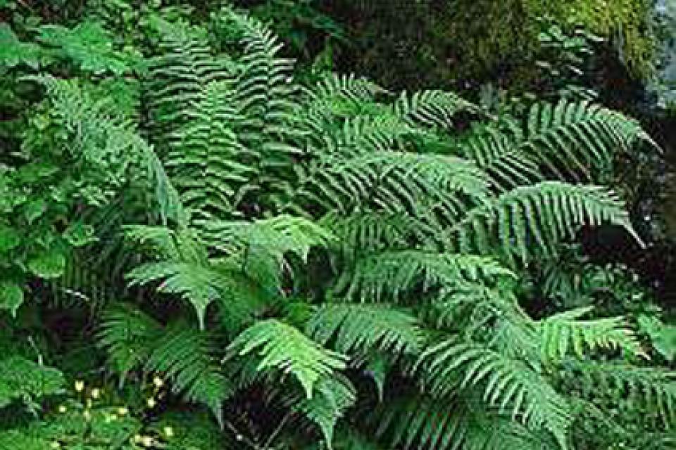 Dryopteris filix-mas