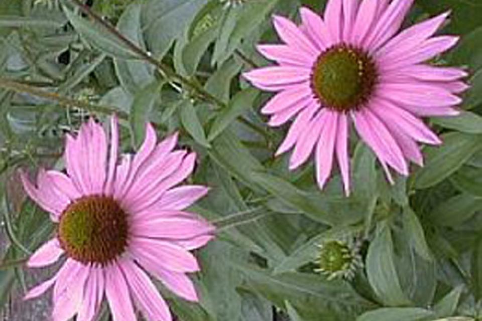 Echinacea purpurea