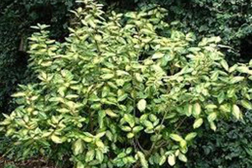 Elaeagnus x ebbingei