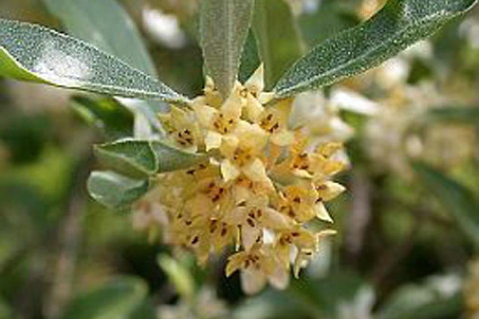 Elaeagnus x ebbingei