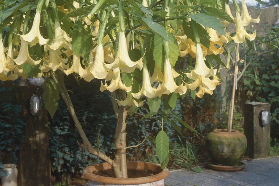 Brugmansia - Engelentrompet 