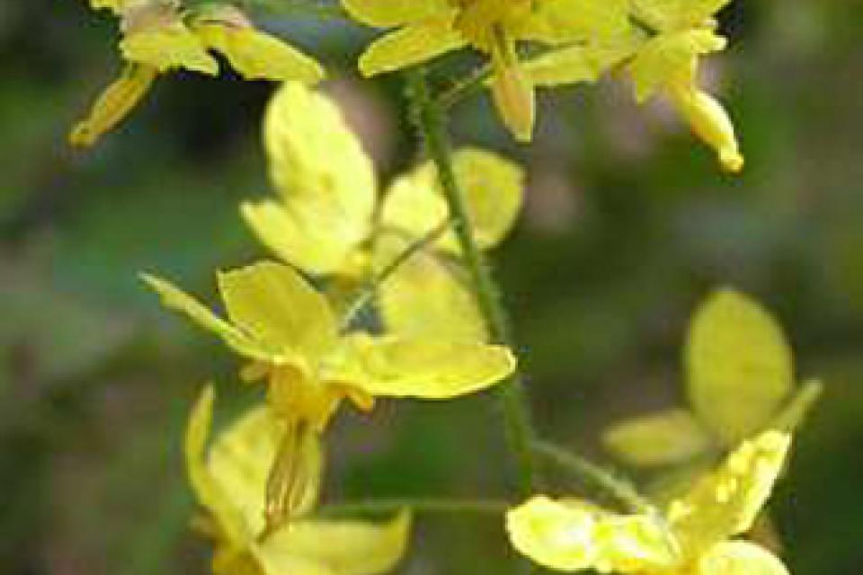 Epimedium