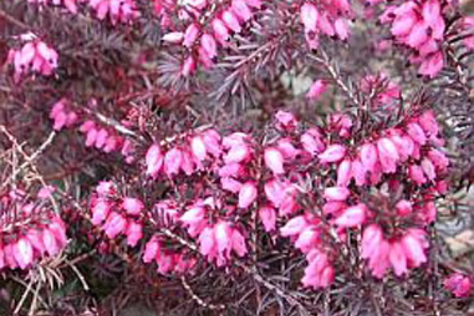 Erica darleyensis