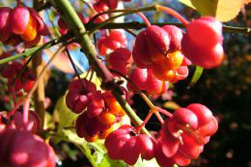 Euonymus europaeus