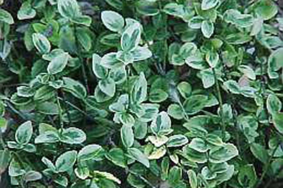 Euonymus fortunei 'Emerald Gaiety'