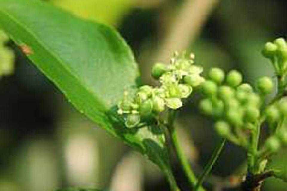 Euonymus fortunei ‘Dart’s Blanket'