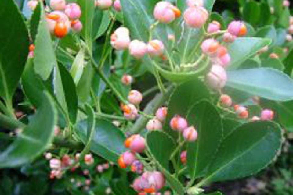 Euonymus japonicus 'Robustus'