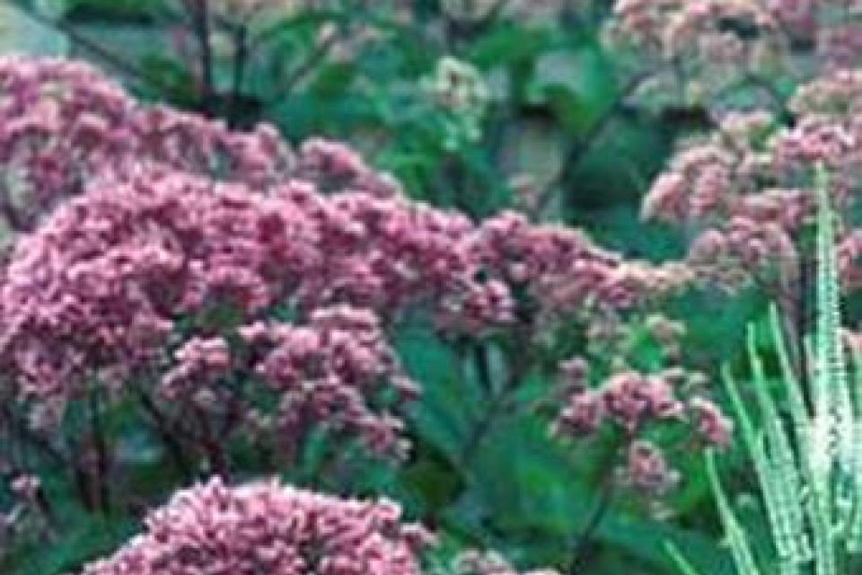 Eupatorium maculatum 'Atropurpurea'