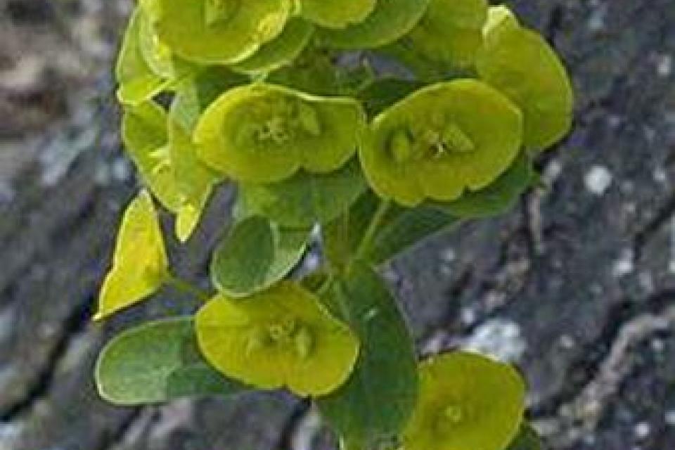 Euphorbia amygdaloides