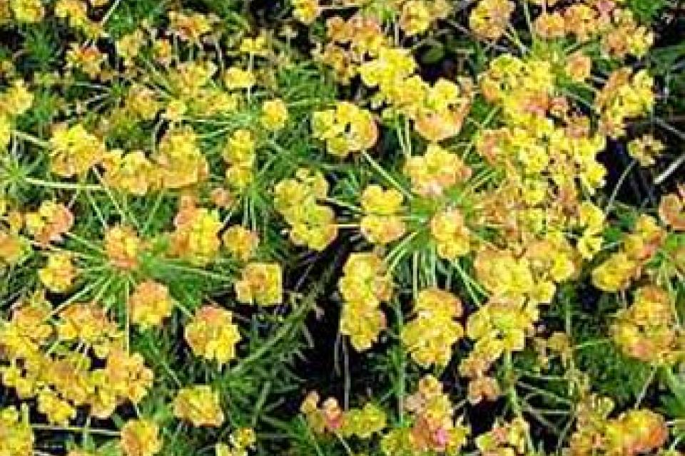 Euphorbia cyparissias