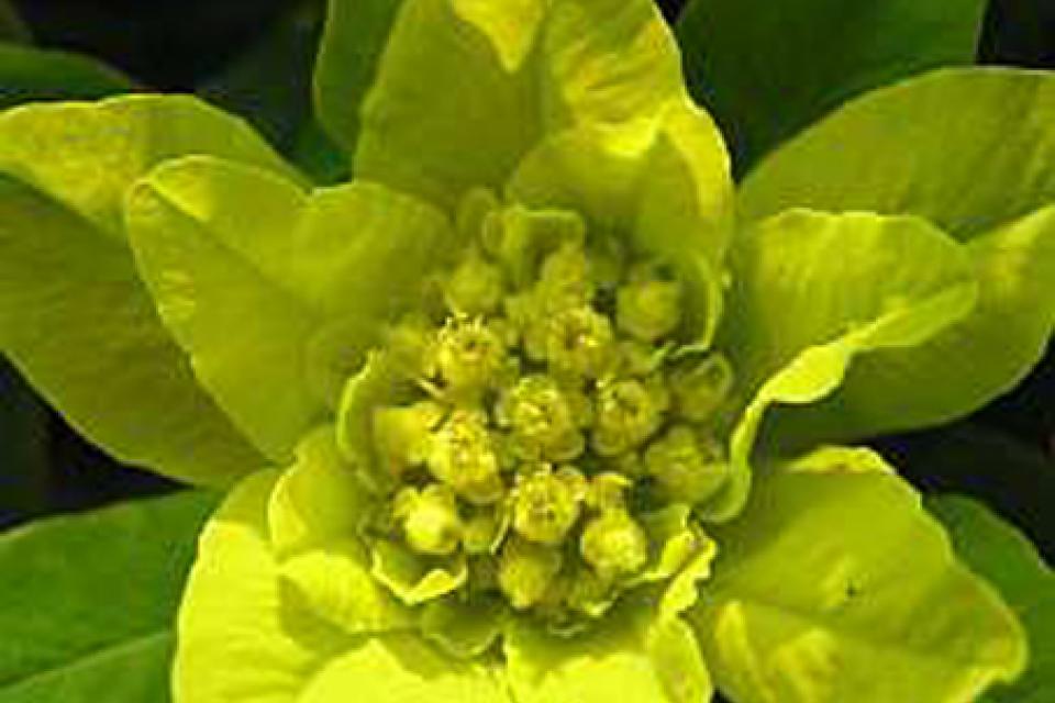 Euphorbia polychroma