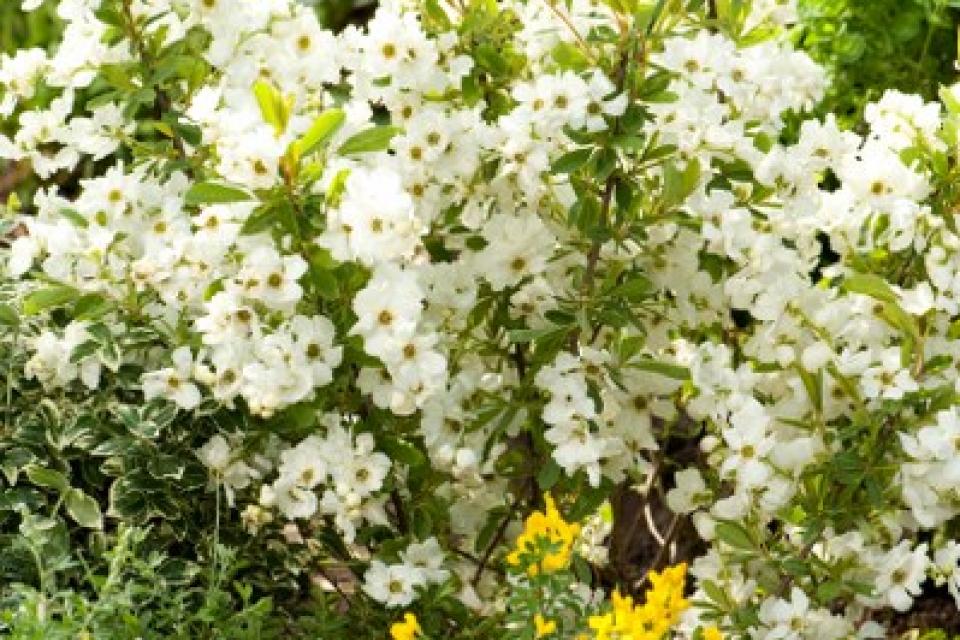 Exochorda racemosa ‘Niagara’ 