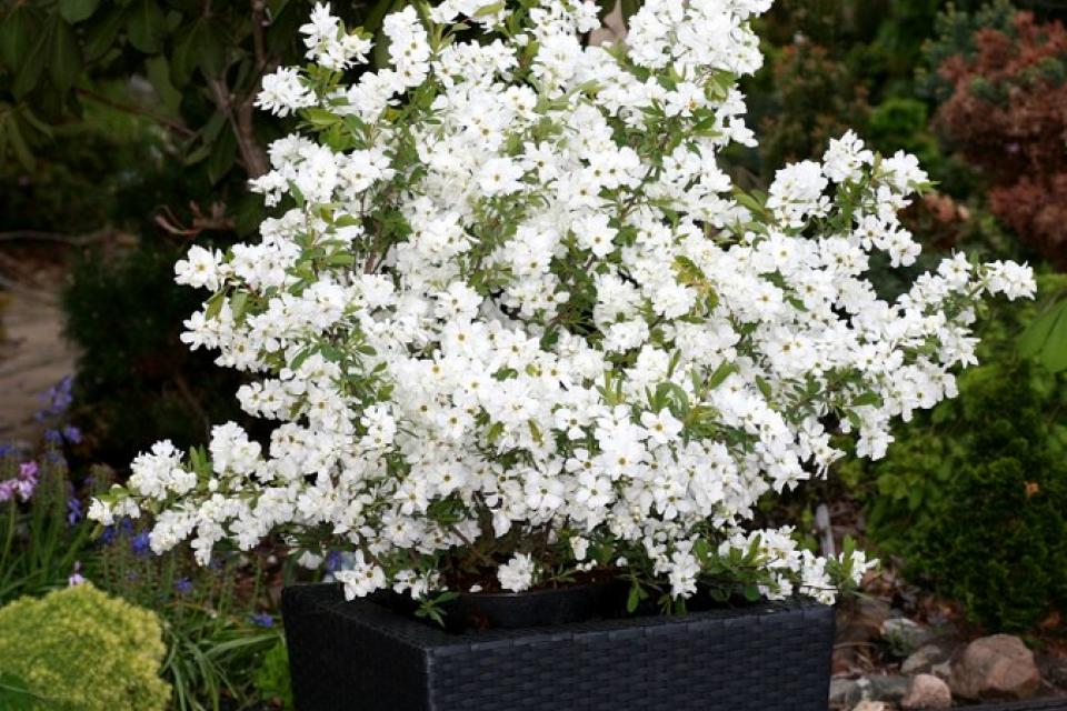 Exochorda racemosa ‘Niagara’ 