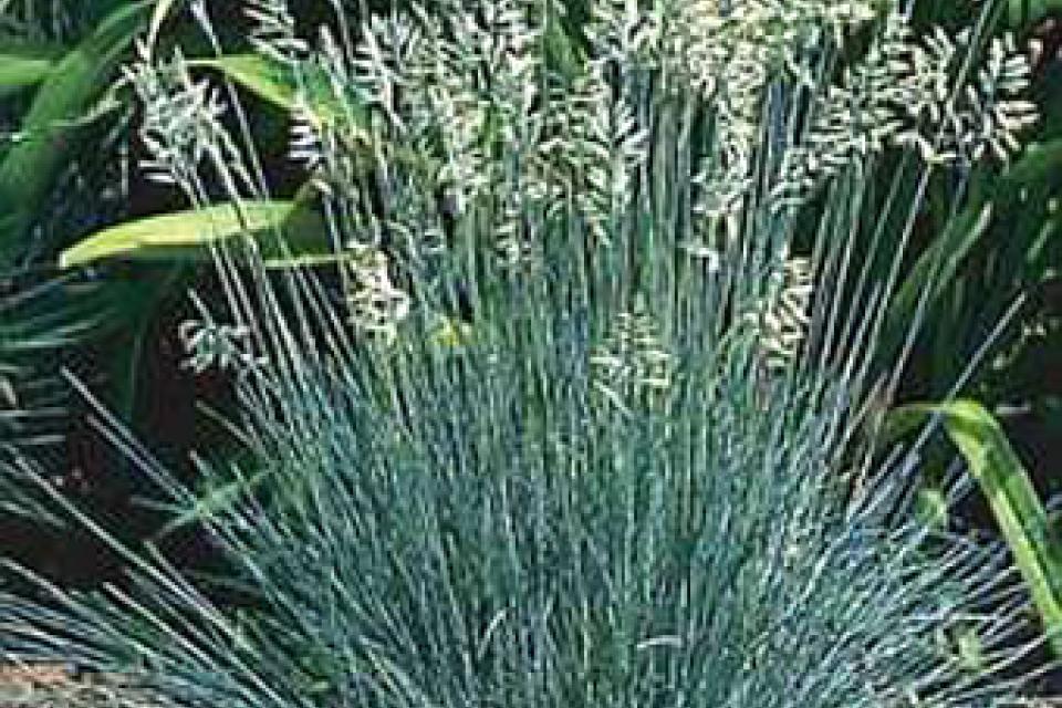 Festuca glauca