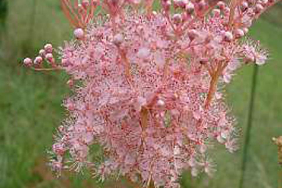 Filipendula rubra