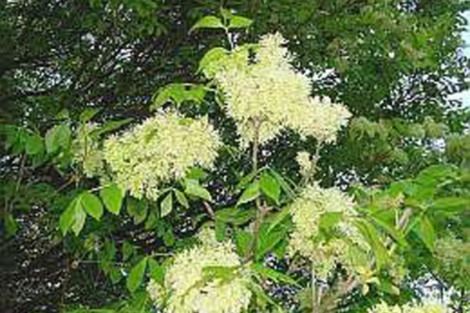 Fraxinus ornus 'Obelisk'