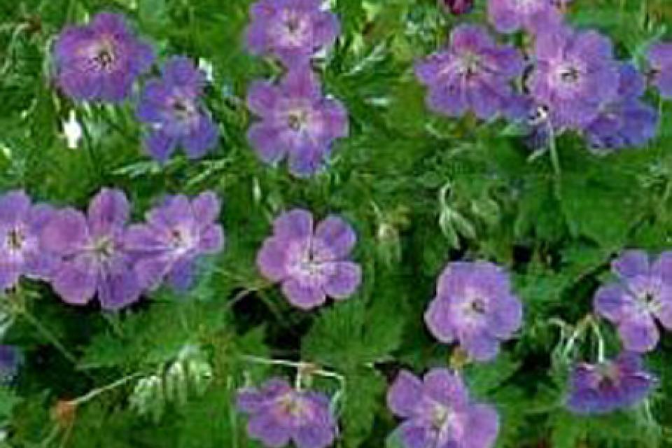 Geranium (cultivars)