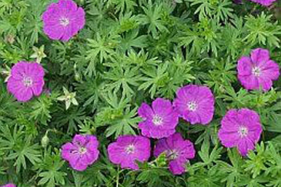 Geranium (soorten)