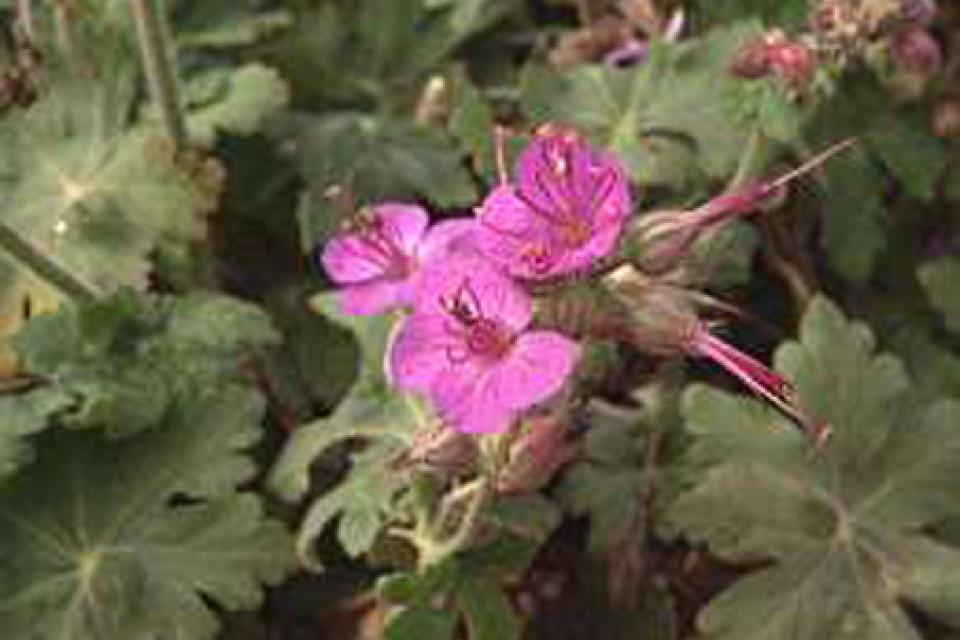 Geranium macrorrhizum